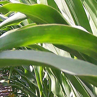 早熟玉米种子 - P7364 - DuPont Pioneer/杜邦先锋 - 青贮 / 谷物 / 硬质玉米