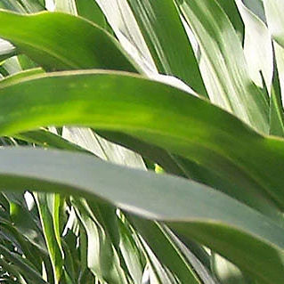 早熟玉米种子 - P7655 - DuPont Pioneer/杜邦先锋 - 青贮 / 谷物 / 硬质玉米