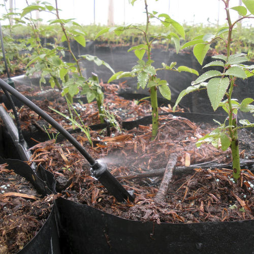 喷灌桩 - Spray Stakes - Senninger Irrigation, Inc.