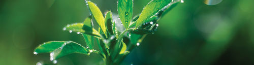 紫苜蓿动物饲料 - SW9720 - S & W Seed Company - 用于饲料 / 高产土壤