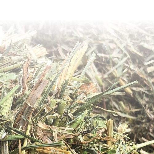 半早熟高粱种子 - SP2707 DT - S & W Seed Company - 青贮 / 花叶病抗性 / 混合动力