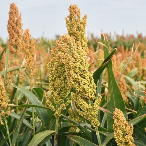 中等高粱种子 - SP 66M16 - S & W Seed Company - 谷物 / 混合动力