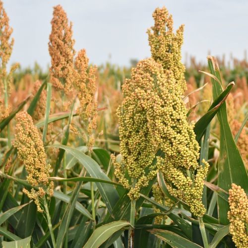 中等高粱种子 - SP 65M60 - S & W Seed Company - 谷物 / 抗锈病 / 混合动力