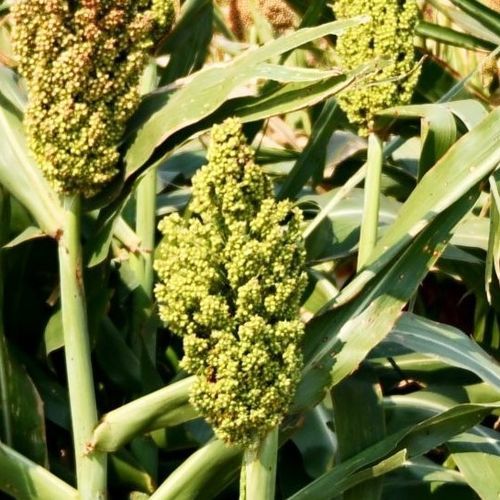 半早熟高粱种子 - SP2606 BMR - S & W Seed Company - 青贮 / 花叶病抗性 / 混合动力