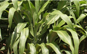 高粱动物饲料 - AF7401 - Alta Seeds - 用于饲料 / 混合动力