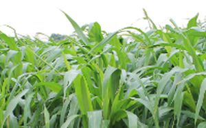 高粱动物饲料 - ADV S6504 - Alta Seeds - 用于饲料 / 混合动力