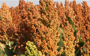 早熟高粱种子 - Aphix AG1201 - Alta Seeds - 谷物 / 混合动力 / 耐干旱
