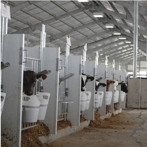 畜牧养殖饲养笼舍 - Standard - Artex Barn Solutions LTD. - 牛犊 / 独立型 / 室内