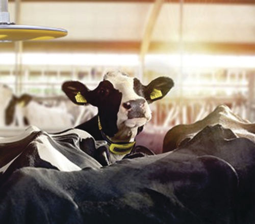 牛用监控系统 - Nedap COWcontrol ™ - BECO Dairy Automation, Inc. - 畜舍 / 健康状况 / 热量