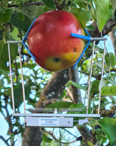 水果植物生长测量仪 - DF series - Ecomatik - 带数据记录器