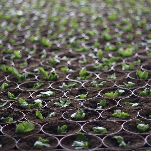 盆栽移栽机 - FL’EX Sticking line for cuttings - Flier Systems - 手动