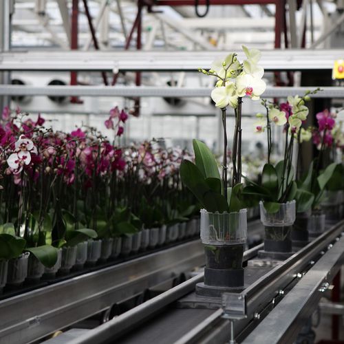 盆栽输送机 - FL’EX Delivery system for potted plants - Flier Systems - 带式