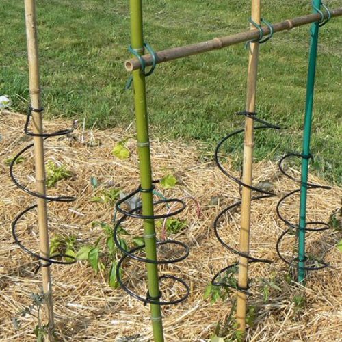 竹制植物支撑杆 - TOM12 - Prenas Plastique - 番茄