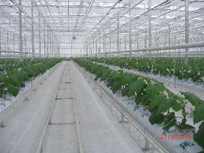 Venlo型温室 - VE.640,VE.800,VE.960,VE.128 - Rufepa - 玻璃