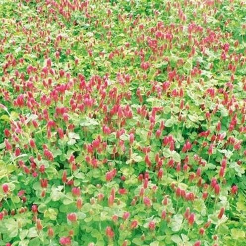 苜蓿肥田作物 - Incarnat Sunrise - Vital Concept - 用于饲料 / 耐寒