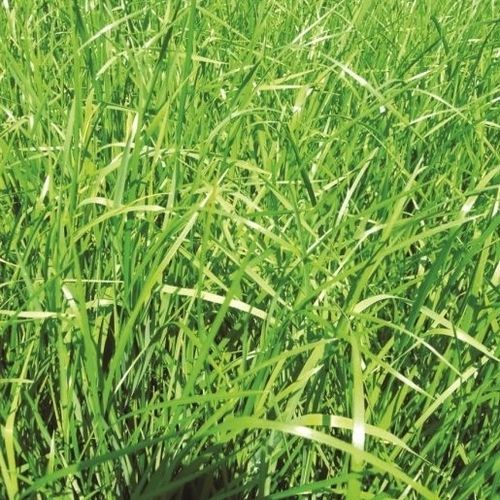 羊茅肥田作物 - 75102036 - Vital Concept - 用于饲料 / 牧场 / 除草