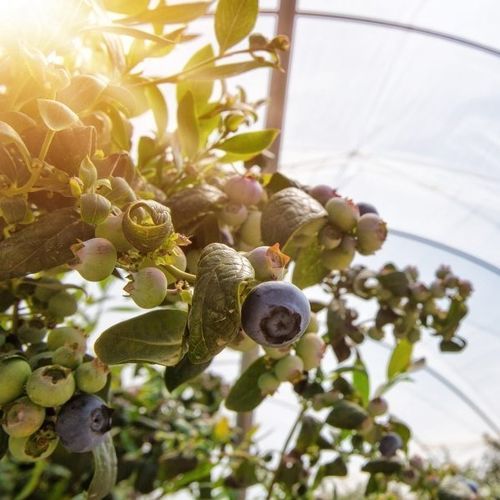 温室篷布 - Berries - Armando Alvarez Group - 塑料 / 多层