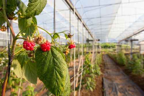 温室篷布 - Berries - Armando Alvarez Group - 塑料 / 可生物降解 / 耐化学腐蚀