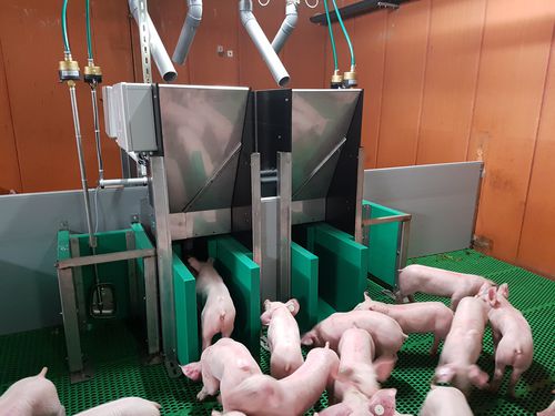 猪饲喂设备 - Pigtrack - Asserva - 管道 / 可编程 / 带自动识别系统
