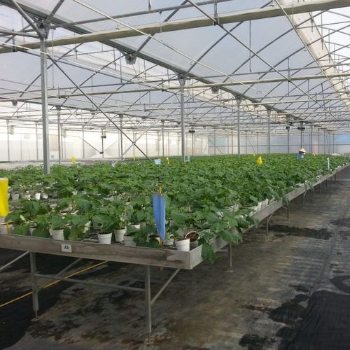 间歇浸没培养系统苗床 - Asthor - 带轮 / 高度可调节 / 可调节