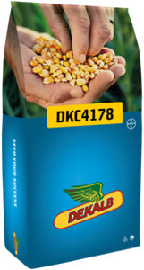 半早熟玉米种子 - DKC4178 - DeKalb - 谷物 / 混合动力 / 马齿玉米