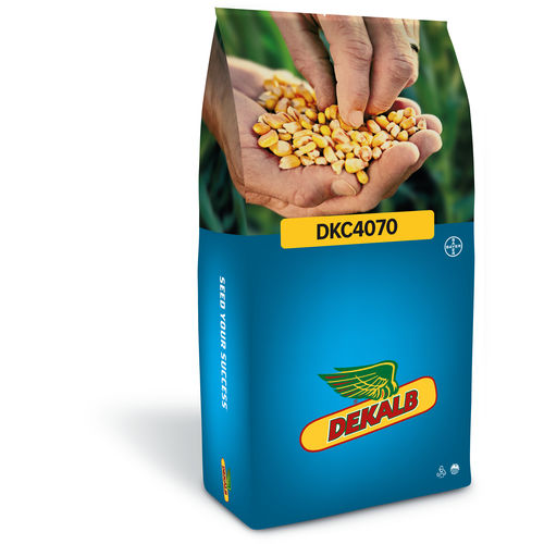半早熟玉米种子 - DKC4070 - DeKalb - 青贮 / 混合动力 / 马齿玉米