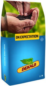 半早熟油菜种子 - DK EXPECTATION - DeKalb - 抗茎点霉 / 混合动力 / 抗倒伏