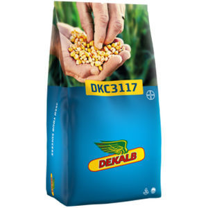 极早熟玉米种子 - DKC3117 - DeKalb - 谷物 / 青贮 / 混合动力