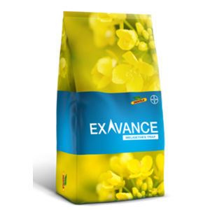 早熟油菜种子 - EXAVANCE_ - DeKalb - 抗茎点霉 / 混合动力 / 抗破碎