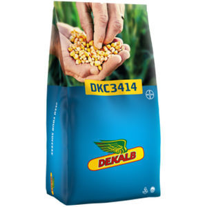 早熟玉米种子 - DKC 3414 - DeKalb - 组合 / 抗长蠕孢菌病 / 混合动力