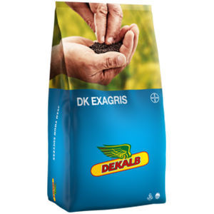 半早熟油菜种子 - DK EXAGRIS - DeKalb - 抗茎点霉 / 混合动力 / 抗倒伏