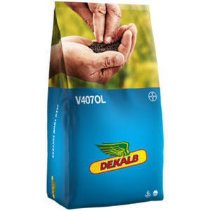 半早熟油菜种子 - V407OL - DeKalb - 抗茎点霉 / 混合动力 / 抗倒伏