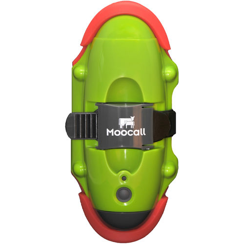 固定在尾部羊水破裂探测器 - Moocall - SMS / GSM