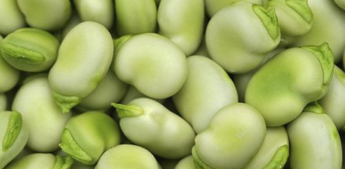 早熟菜豆种子 - Danko - AGRI-SEMENCES - 一年生