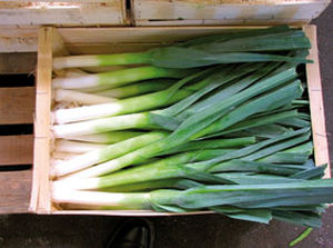 冬季大葱种子 - Blauwgroene Winter Atlanta - AGRI-SEMENCES