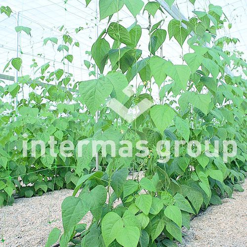 植物支撑网 - 32, 71, 35 Series - INTERMAS - 聚丙烯