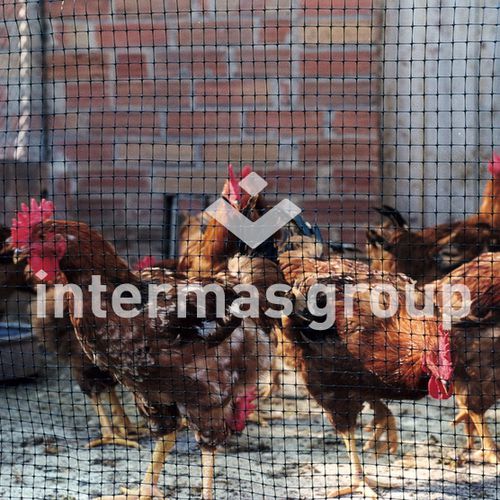 禽类网 - AVINET 36 Series - INTERMAS - 塑料