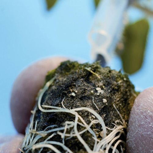 重复使用型苗盘 - Pro plug - GRODAN - 长方形