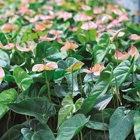 矿棉栽培基质 - Grocube - GRODAN - 土块 / 多孔
