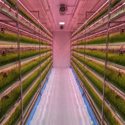 香草集装箱农场 - HYDROPONIC SYSTEMS INTERNATIONAL - 牲畜饲料