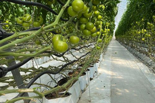 无土栽培种植袋 - EasyFill - Jiffy Products International BV