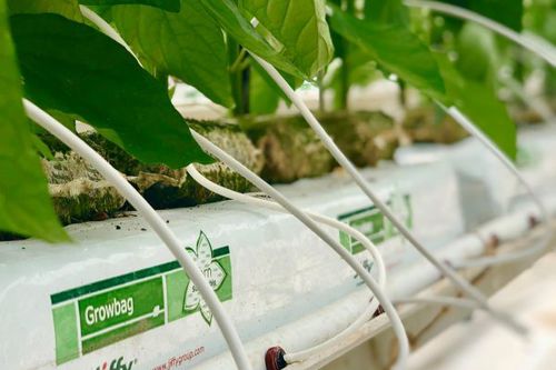 无土栽培种植袋 - High Yield - Jiffy Products International BV