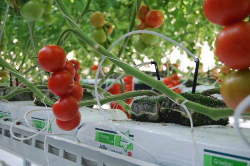 无土栽培种植袋 - 5050 - Jiffy Products International BV