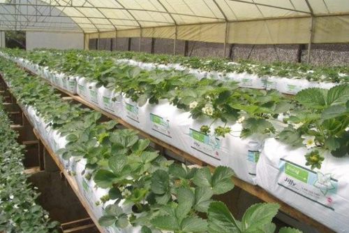 无土栽培种植袋 - Husk Chips - Jiffy Products International BV