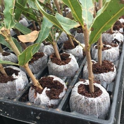 泥炭栽培基质 - Jiffy Products International BV - 无菌
