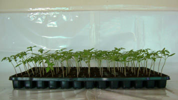 椰糠栽培基质 - Coco Seedling Trays™  - Sivanthi Joe Substrates P Ltd. - 散装