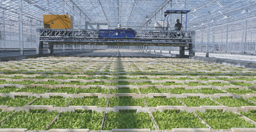 自动园艺处理系统 - XY - Visser Horti Systems - 育苗托盘
