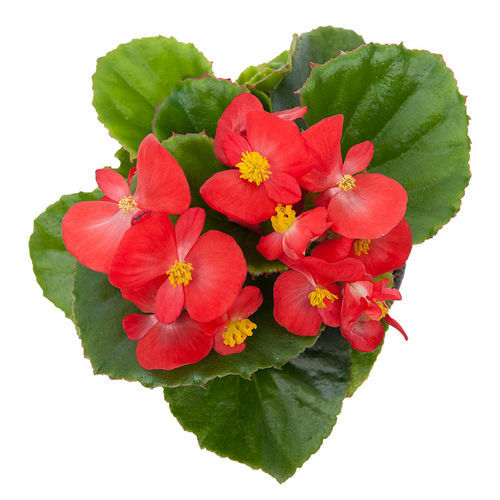 花圃花种子 - Alfa - SAKATA ORNAMENTALS EUROPE A/S - 一年生 / 粉色 / 红色