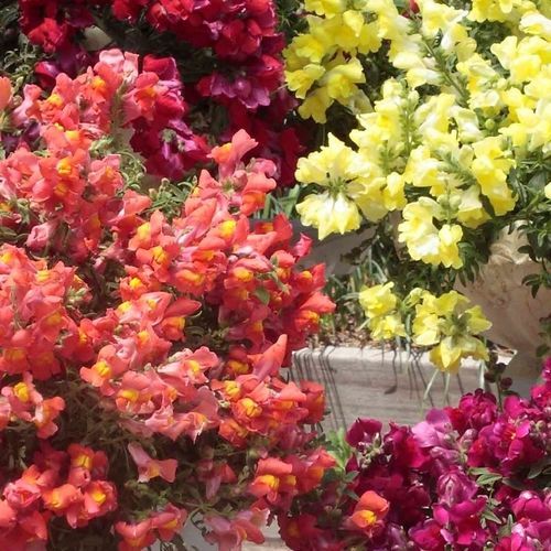 一年生花种子 - Candy showers - SAKATA ORNAMENTALS EUROPE A/S - 粉色 / 黄色 / 红色