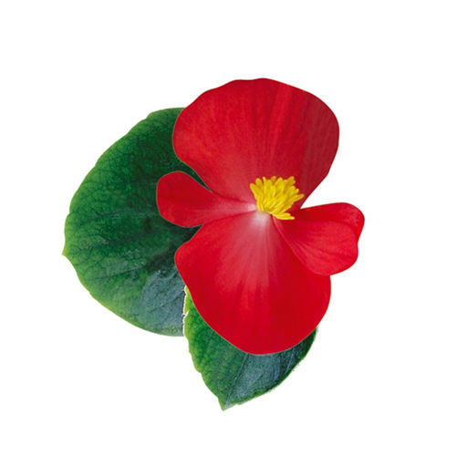 一年生花种子 - Ambassador - SAKATA ORNAMENTALS EUROPE A/S - 混色 / 粉色 / 白色